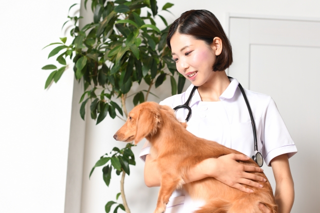 獣医師に抱かれる犬の画像