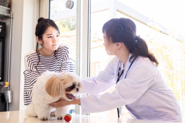 動物病院を受診する犬の写真
