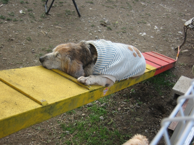 すやすや眠る老犬の写真