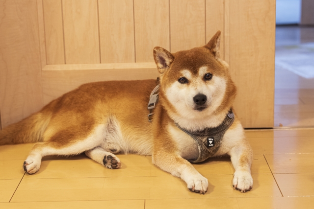 寝転ぶ柴犬の写真