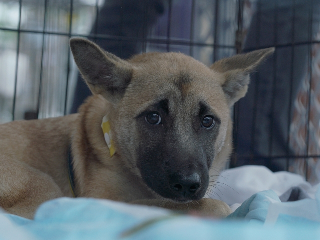 元気のない保護犬