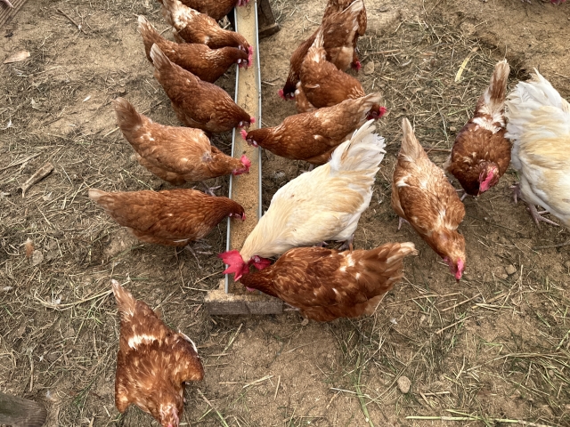 養鶏の画像