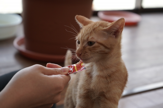 ちゅーるを食べる猫