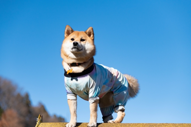 犬かきむしり防止服