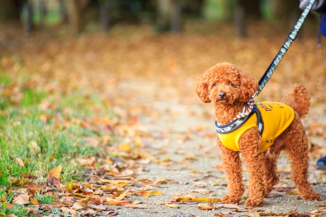 犬かきむしり防止服