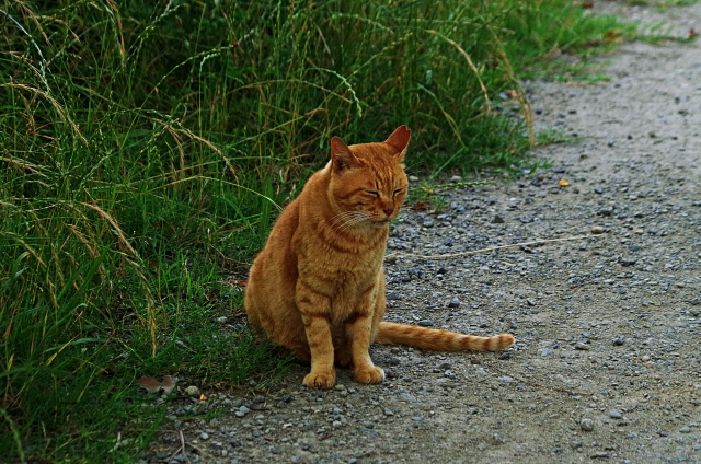 猫の写真