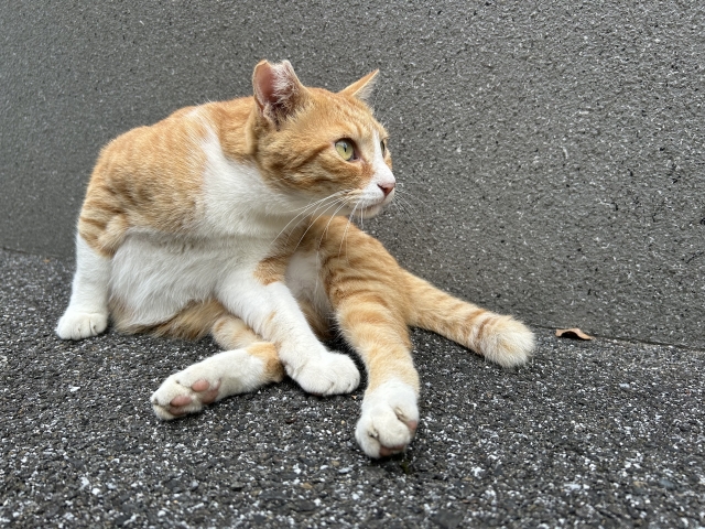 耳カットした地域猫