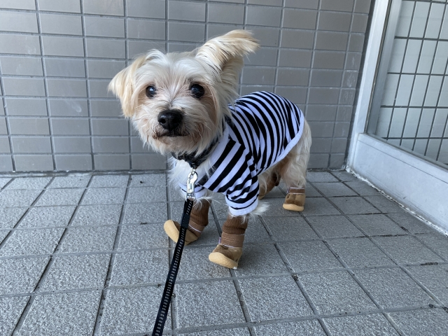 皮膚防護服　犬の画像