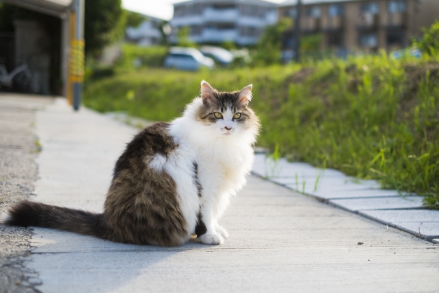 長毛のデブ猫