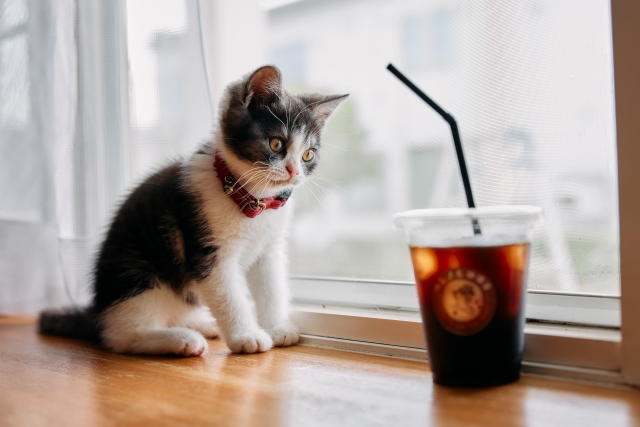 アイスコーヒーと猫