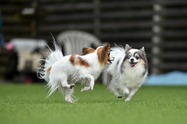 元気に走り回る2匹の犬