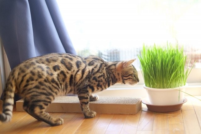 猫草と猫の写真