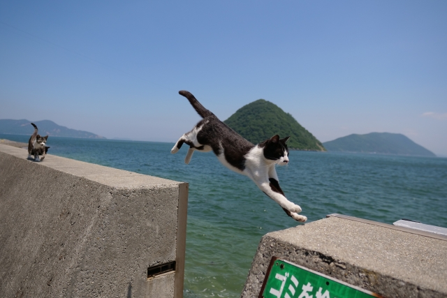 ジャンプする猫の写真