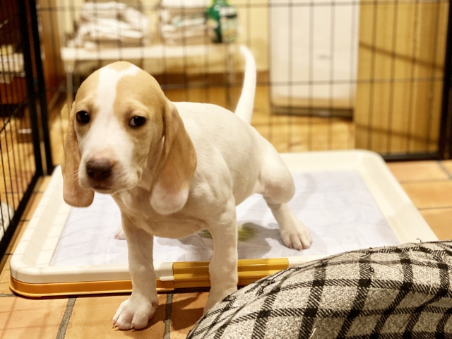 トイレをする犬