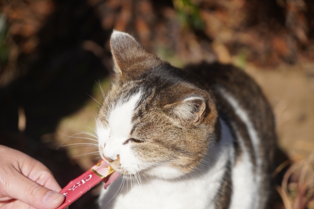 ちゅーるを食べる猫