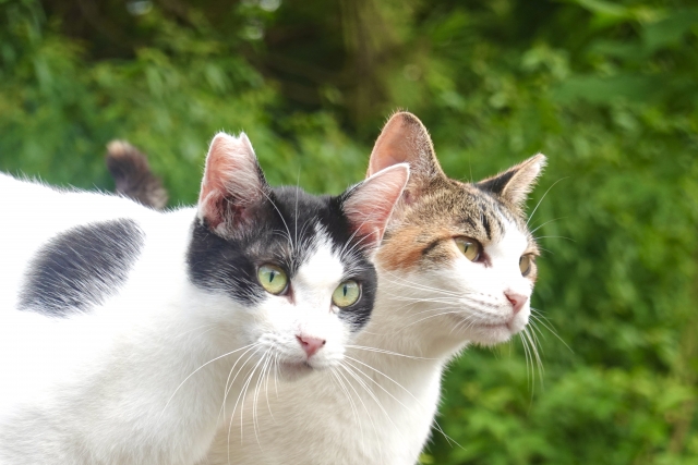 耳カットした地域猫