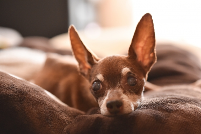 白内障の犬